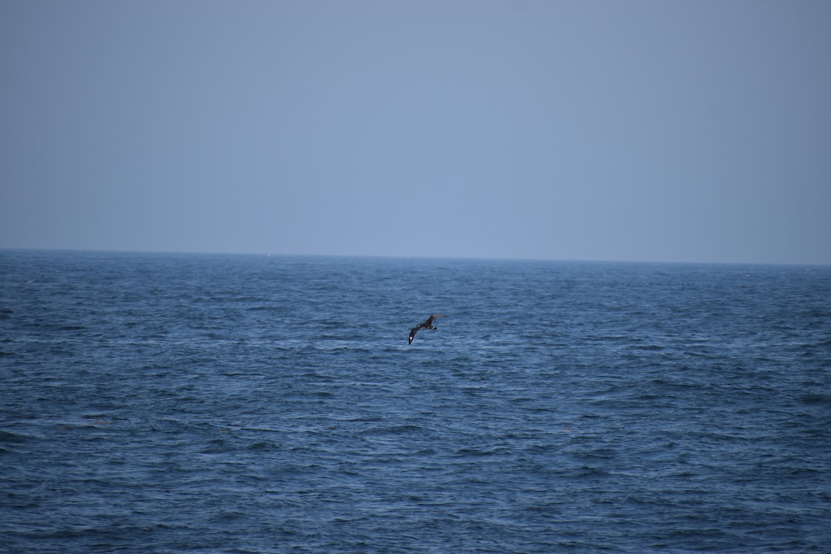 Gabai handia - ML646977335