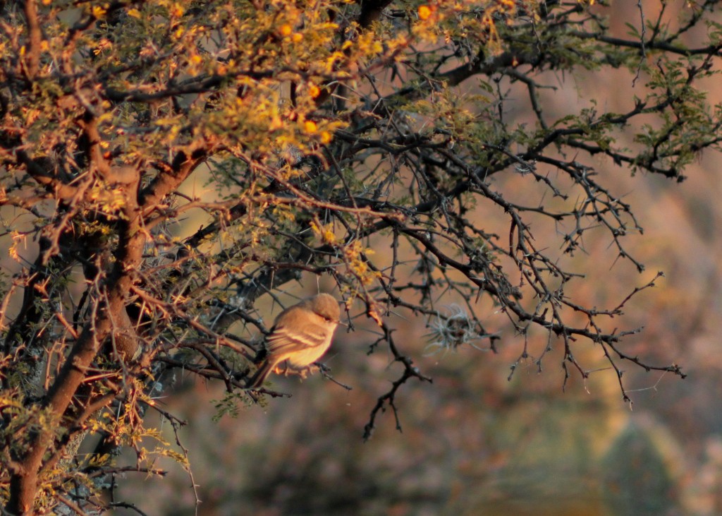 Gray Flycatcher - ML646977336