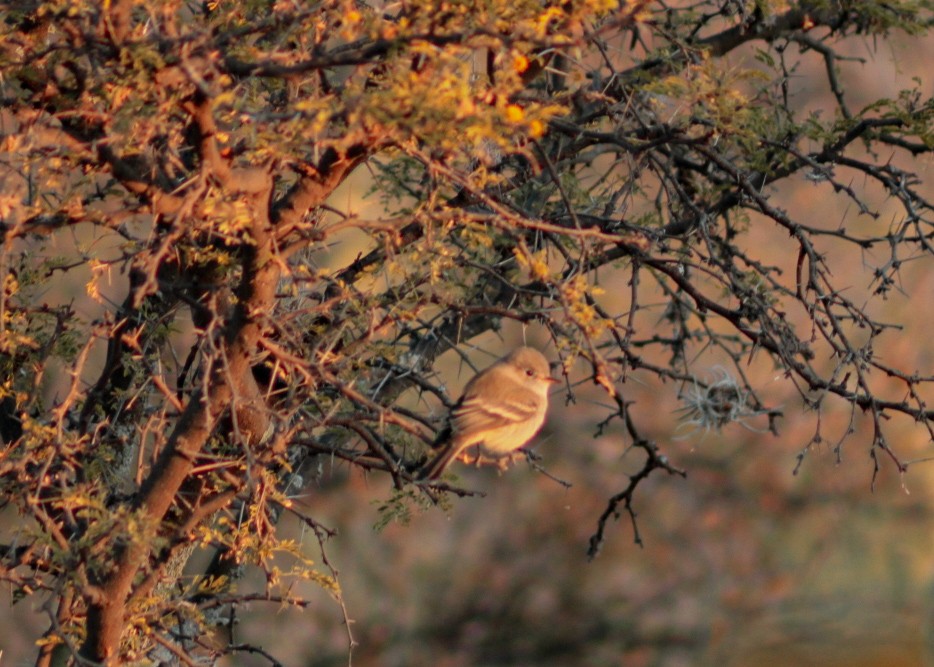 Gray Flycatcher - ML646977337