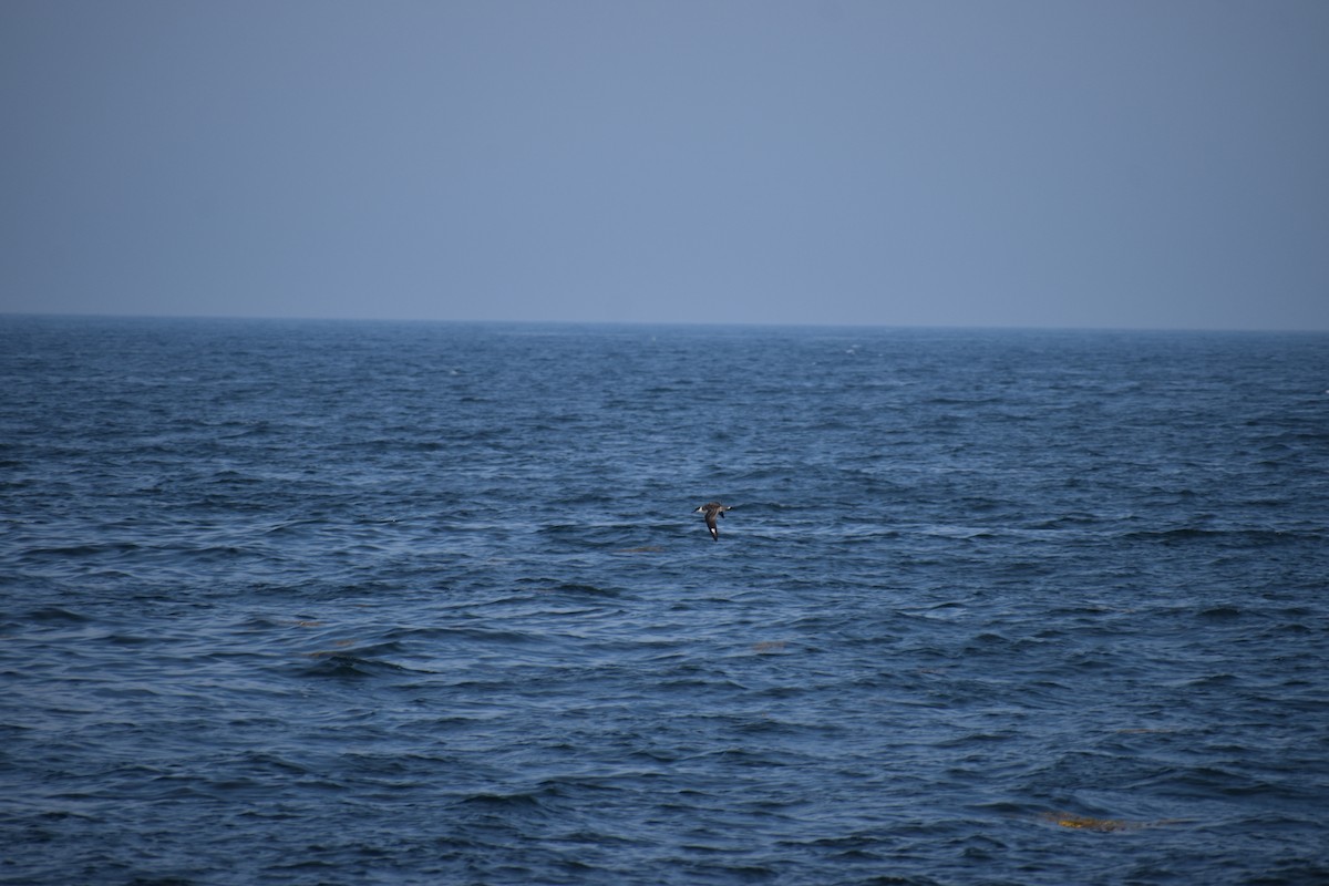 Gabai handia - ML646977339