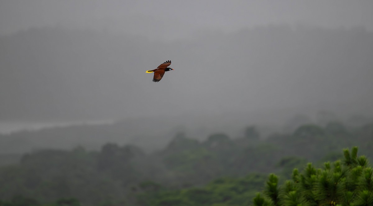 Montezuma Oropendola - ML646977340