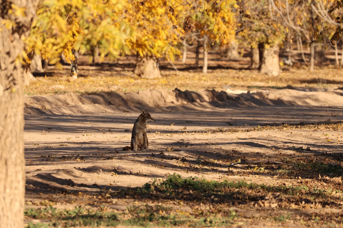 Coyote - ML646977341