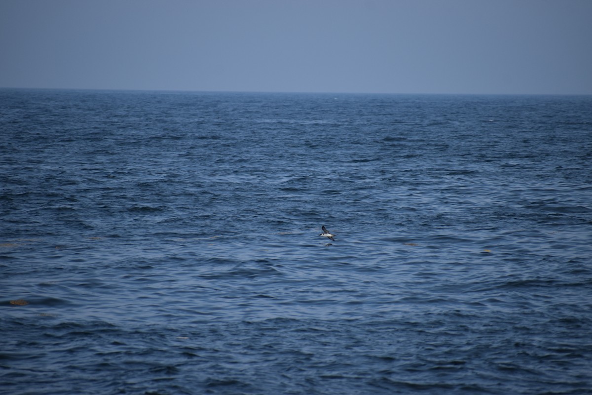 Gabai handia - ML646977342