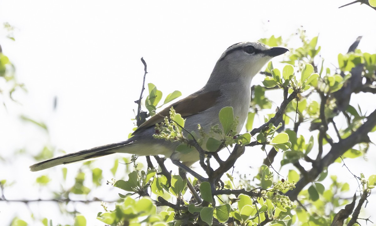 Txagra kaskanabarra - ML646977343