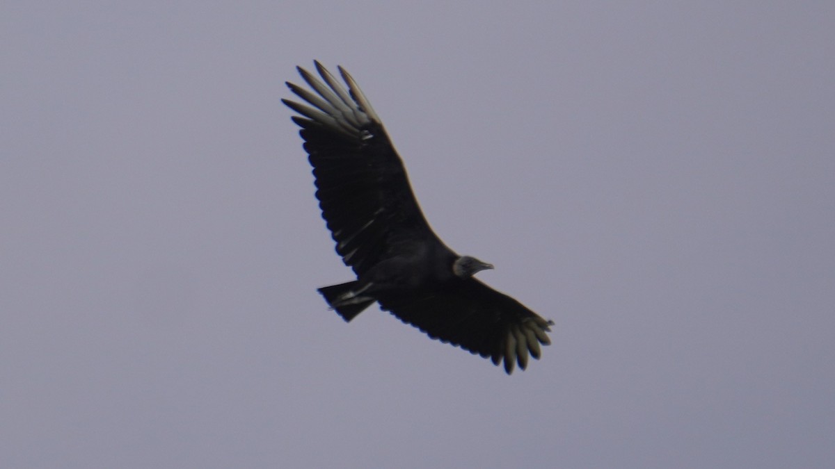 Urubu noir - ML646977344