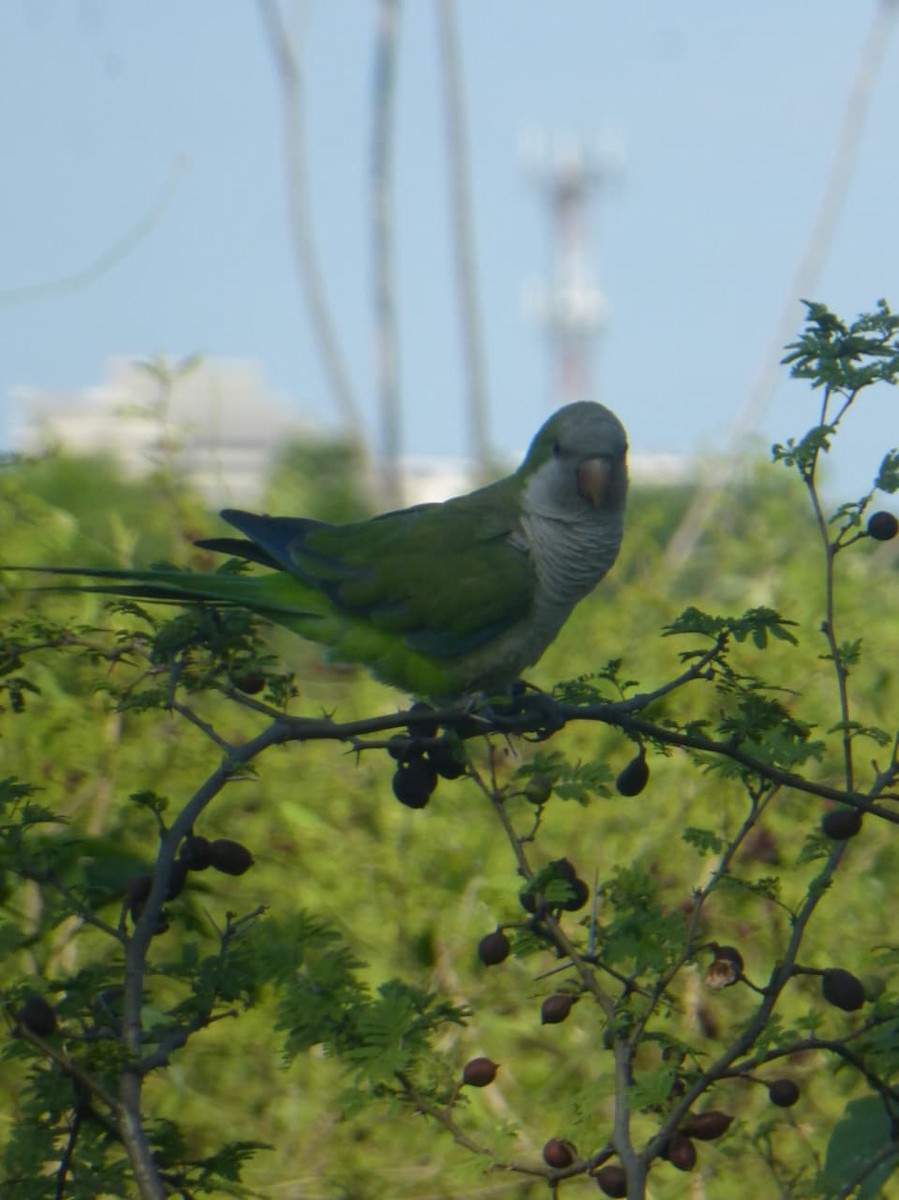 Monk Parakeet - ML646977345