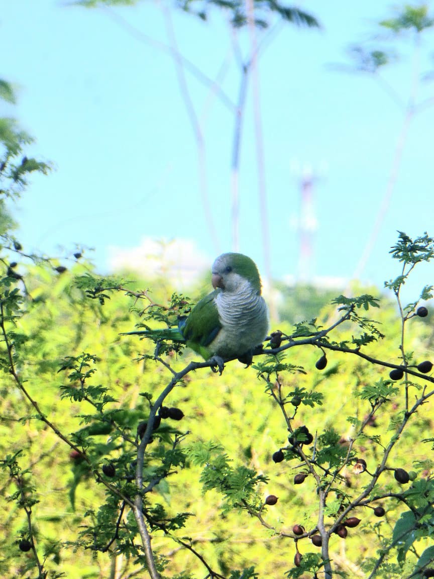 Monk Parakeet - ML646977346