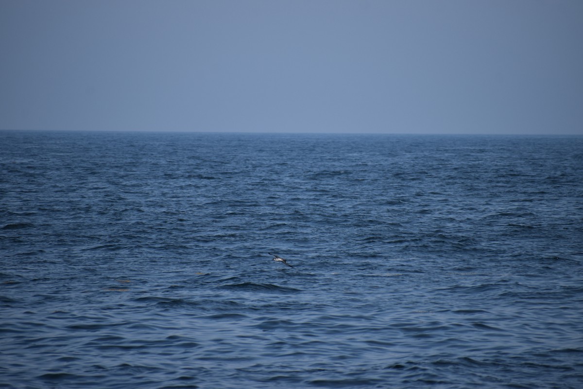 Gabai handia - ML646977347