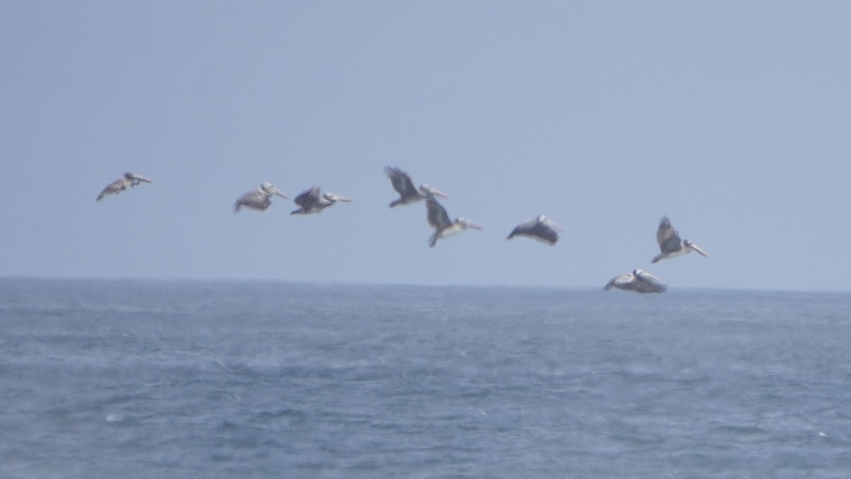 Peruvian Pelican - ML646977348