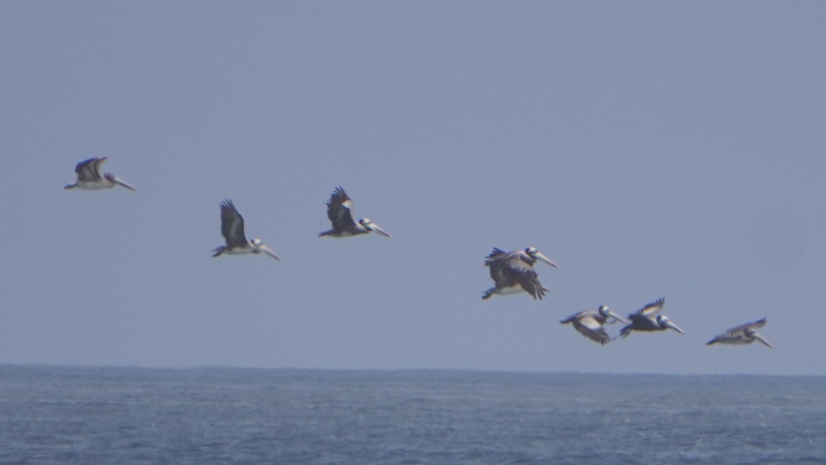 Peruvian Pelican - ML646977349