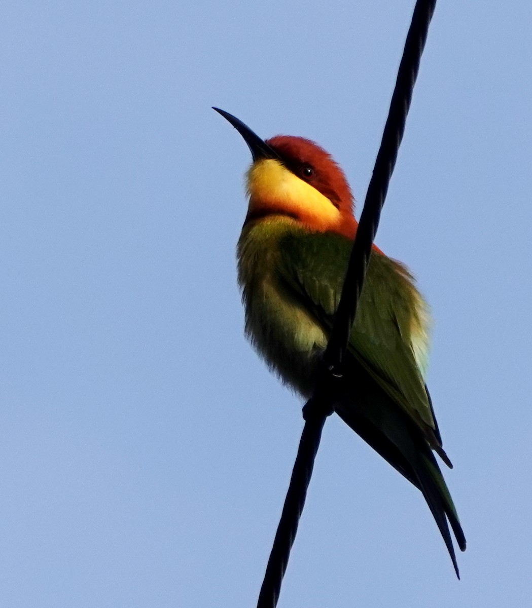 bengalbieter - ML646977354