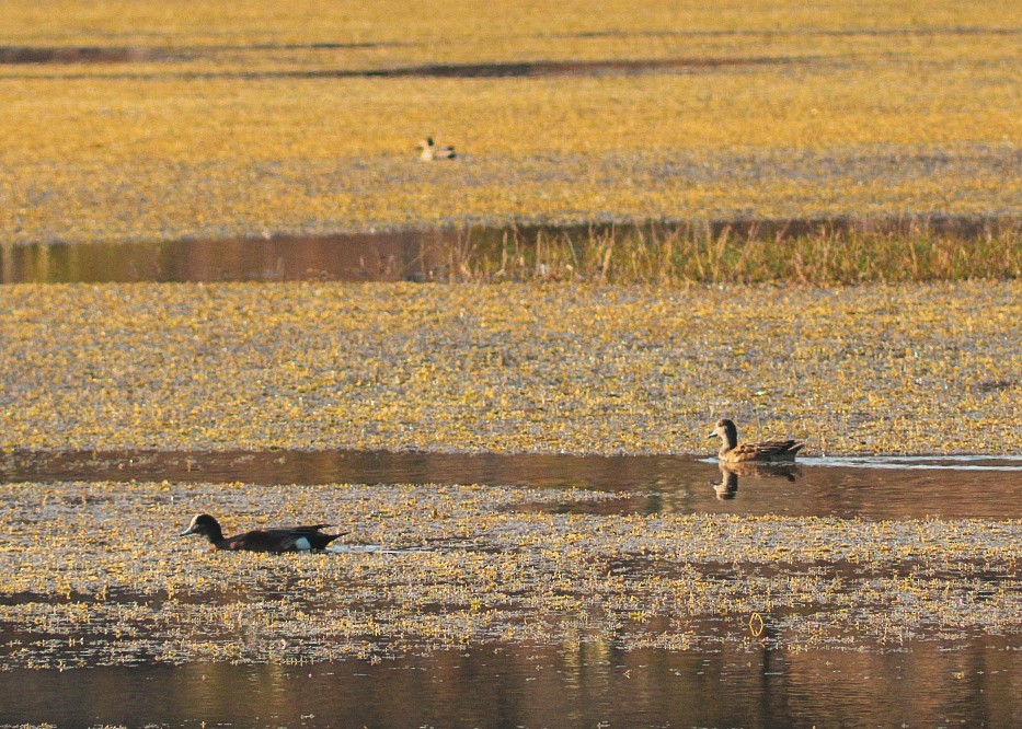 葡萄胸鴨 - ML646977355