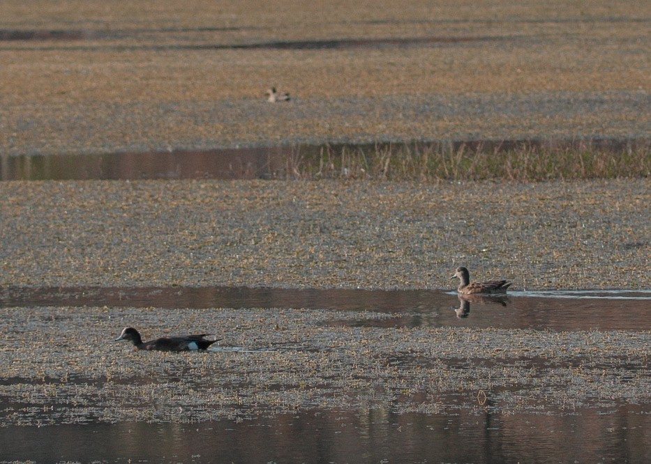 葡萄胸鴨 - ML646977356