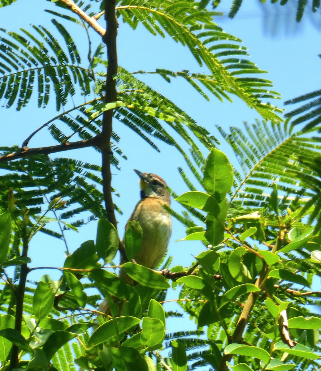 Chotoy Spinetail - ML646977358