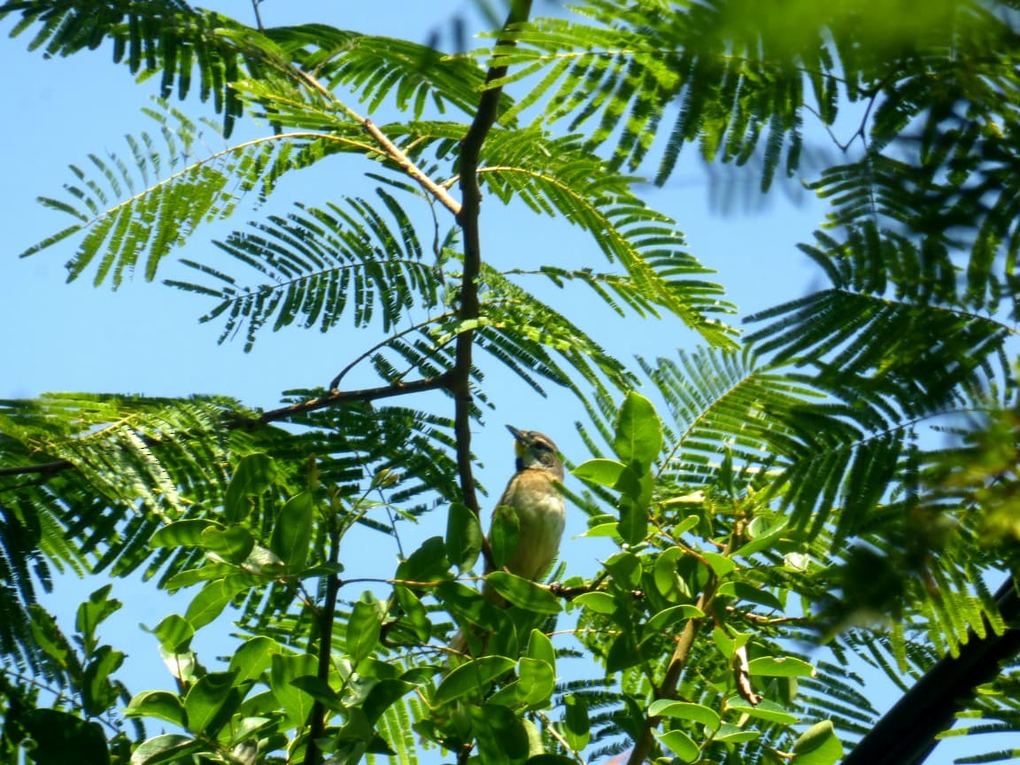 Chotoy Spinetail - ML646977359