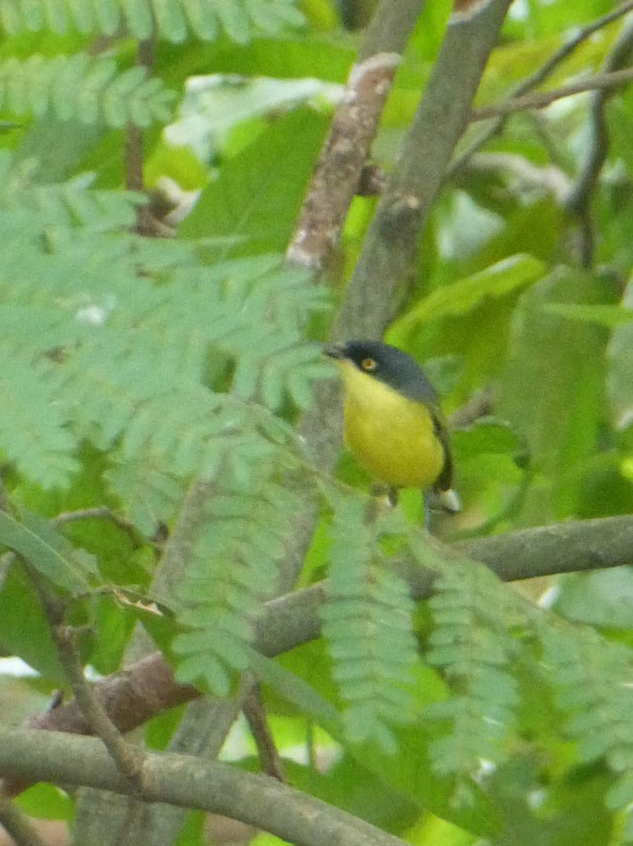 Common Tody-Flycatcher - ML646977364