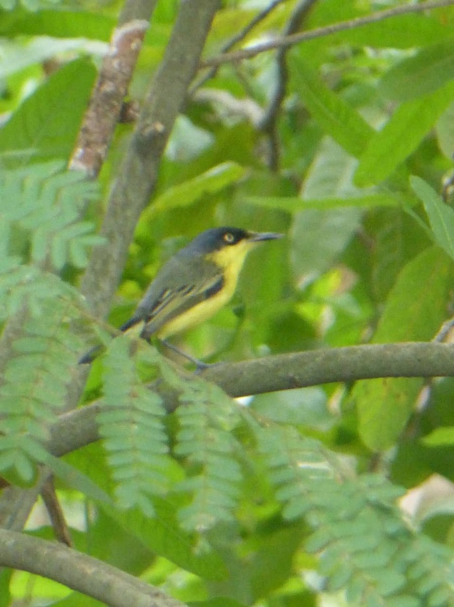 Common Tody-Flycatcher - ML646977365