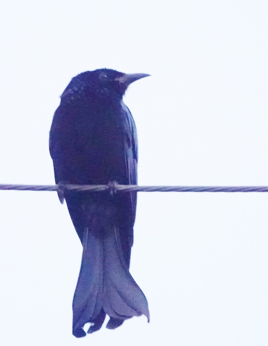 Hair-crested Drongo - ML646977366