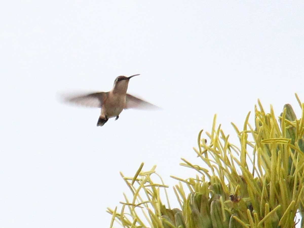Beautiful Hummingbird - ML646977370