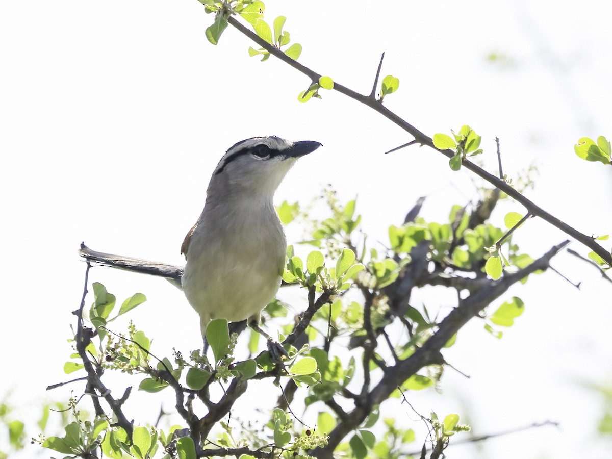 Txagra kaskanabarra - ML646977371