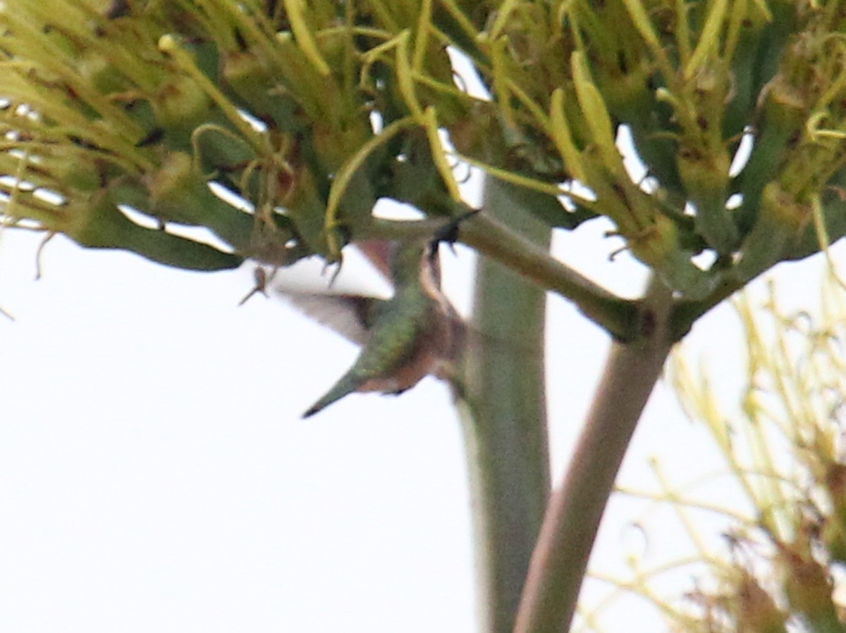 Beautiful Hummingbird - ML646977373