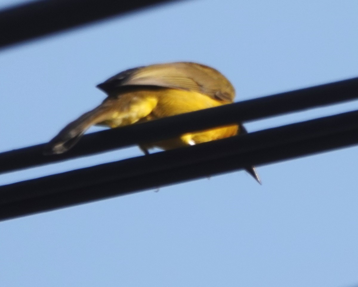 Black-crested Bulbul - ML646977376