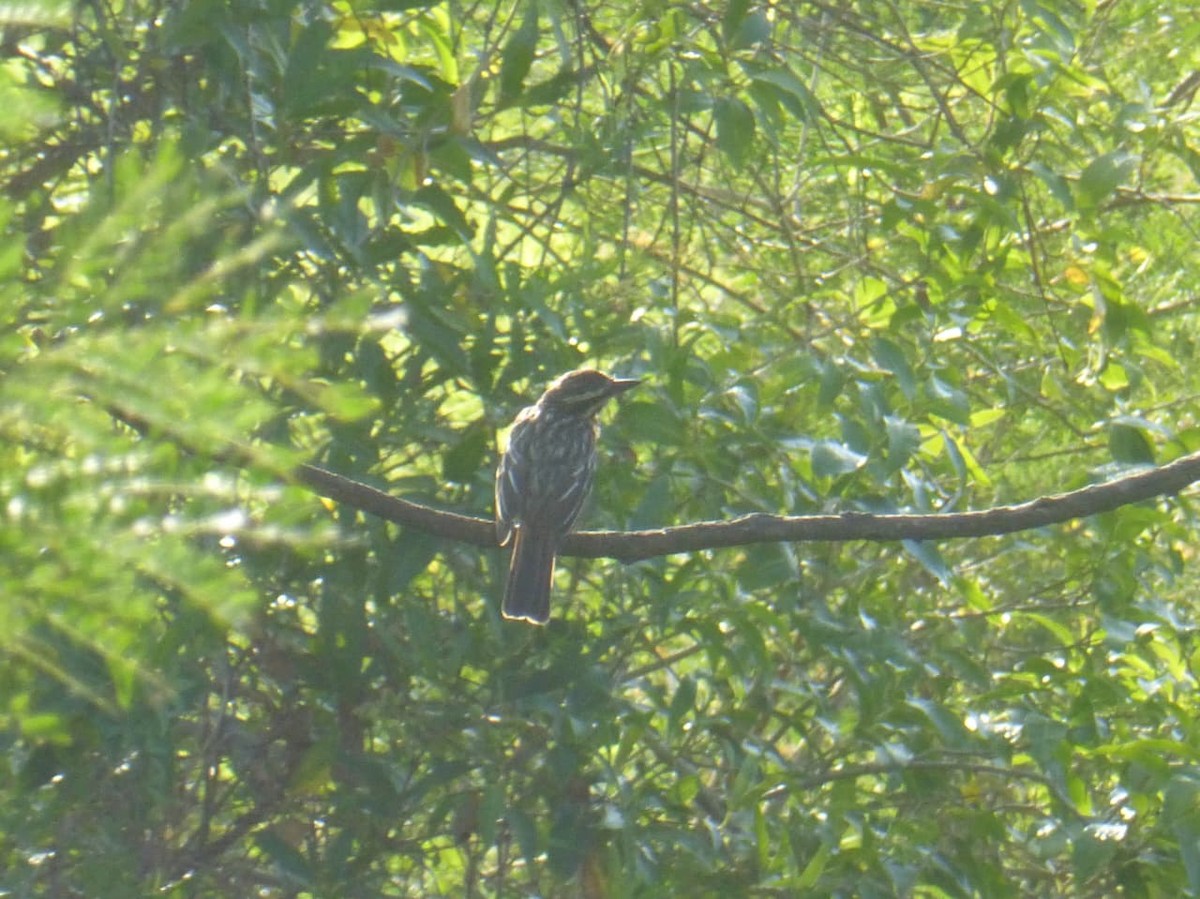 Streaked Flycatcher - ML646977378
