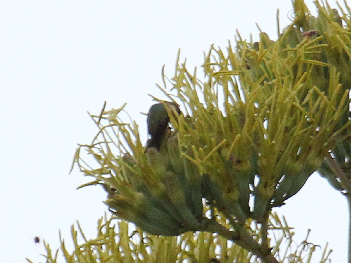 Beautiful Hummingbird - ML646977379