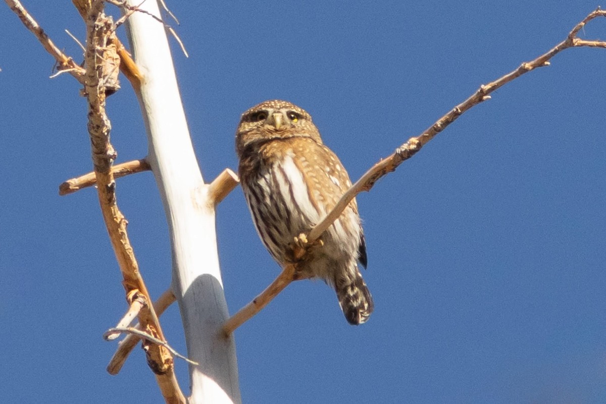 Сичик-горобець гірський - ML646977380