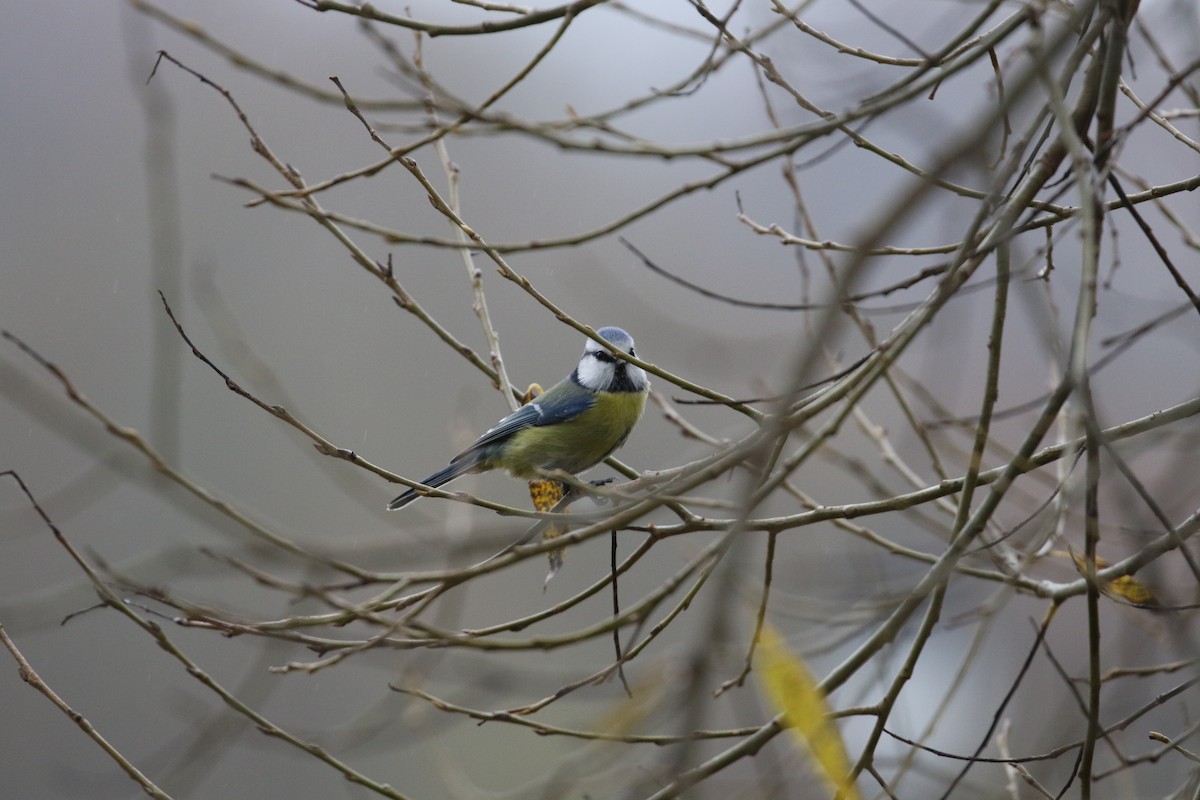 Eurasian Blue Tit - ML646977383