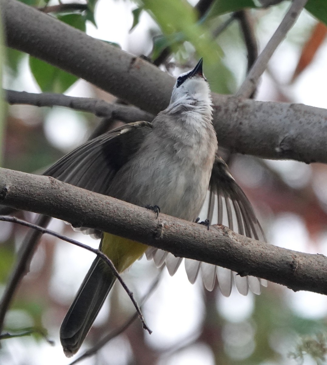 Yellow-vented Bulbul - ML646977388