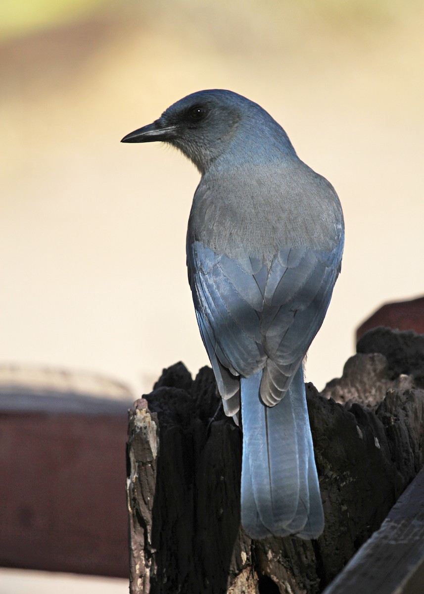 Meksika Kargası [wollweberi grubu] - ML646977390