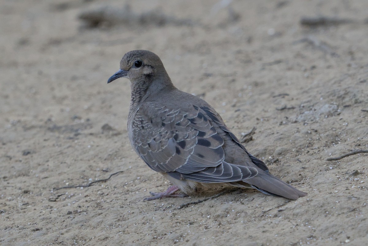 sørgedue - ML646977392