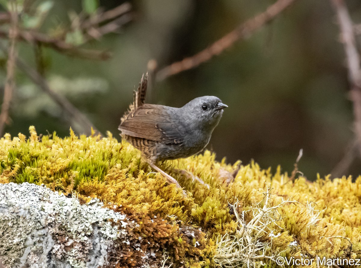 Jalca Tapaculo - ML646977396