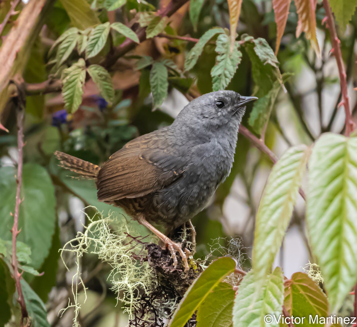 Jalca Tapaculo - ML646977397
