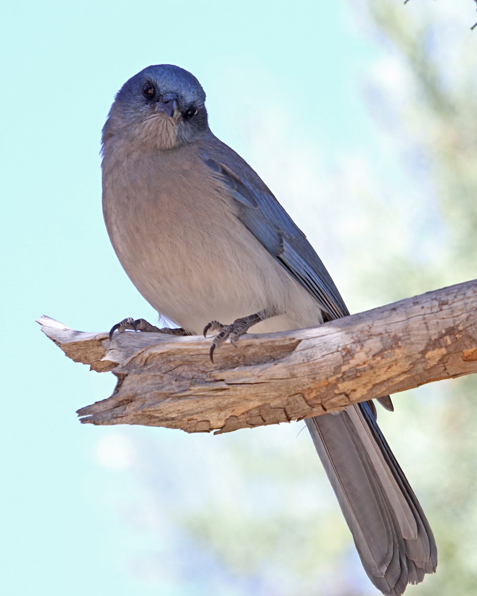 Meksika Kargası [wollweberi grubu] - ML646977400