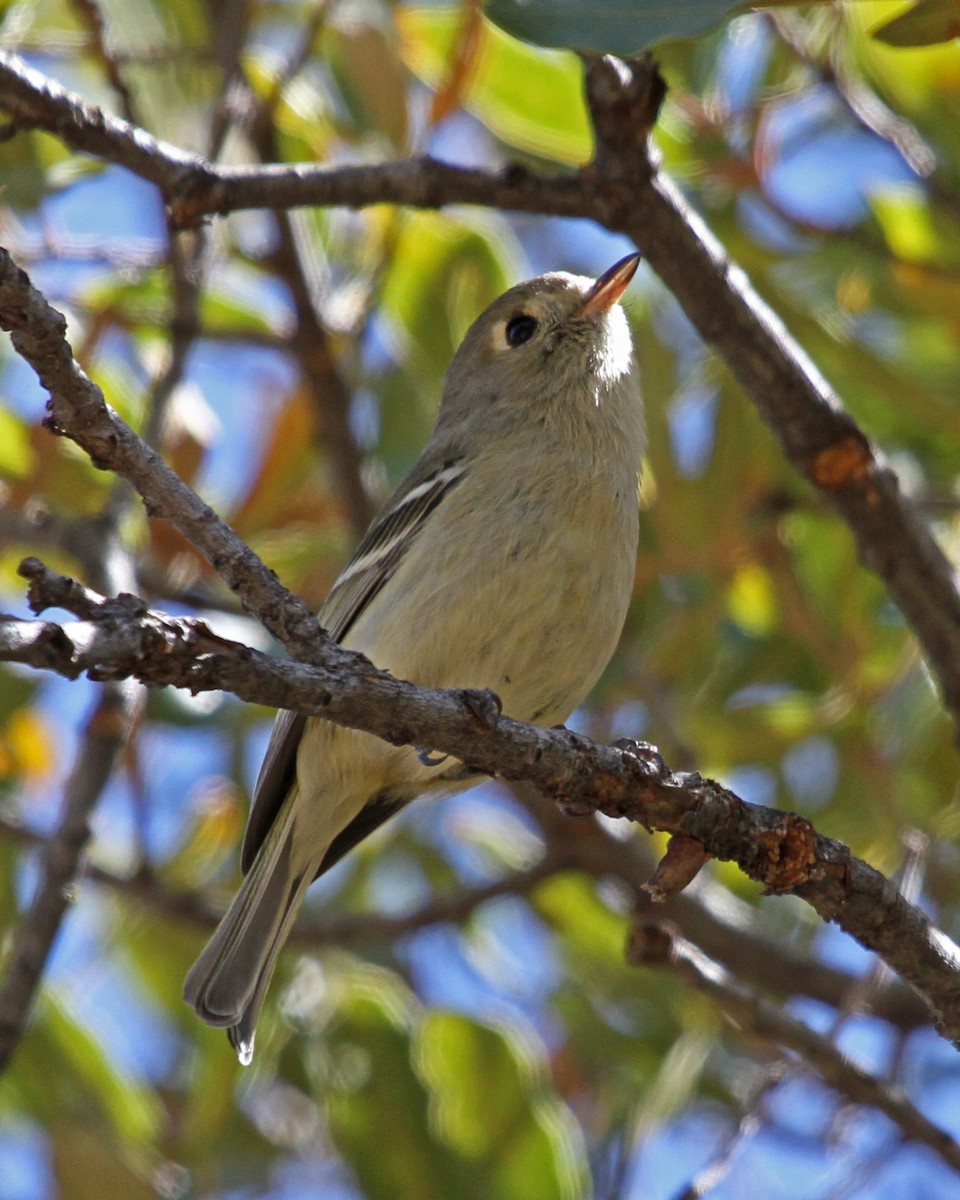 Короткоклювый виреон - ML646977406