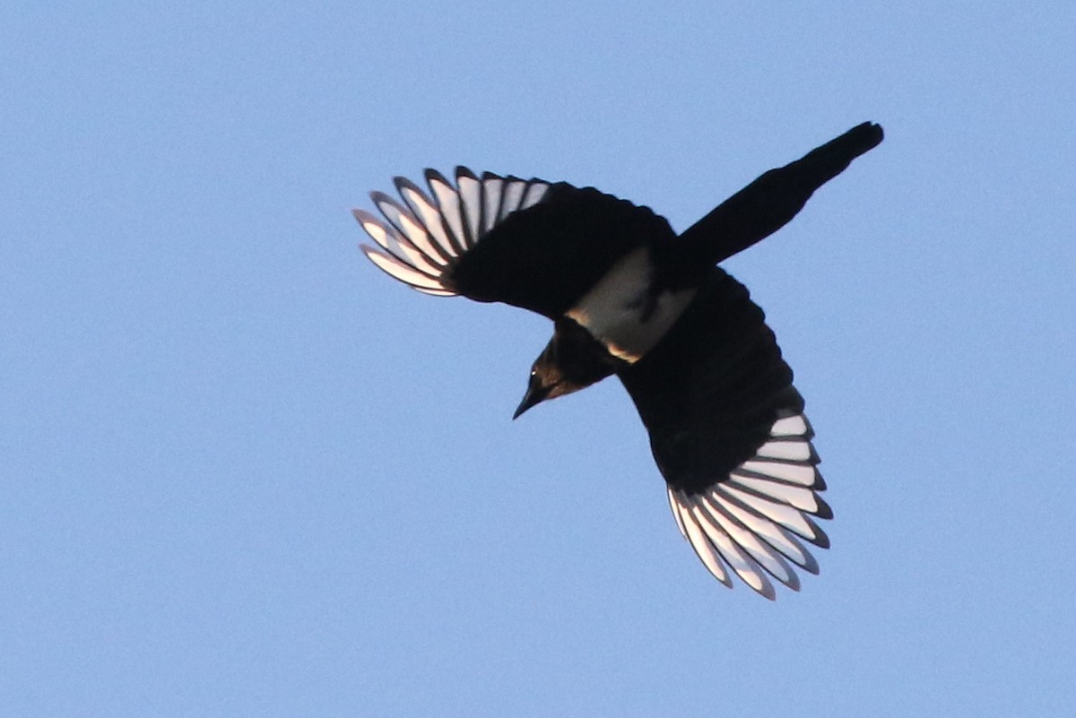 Eurasian Magpie - ML646977407
