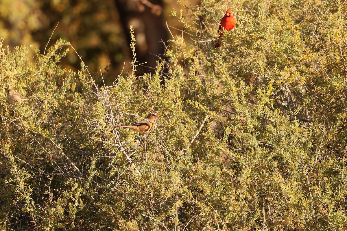 Кардинал червоний - ML646977408