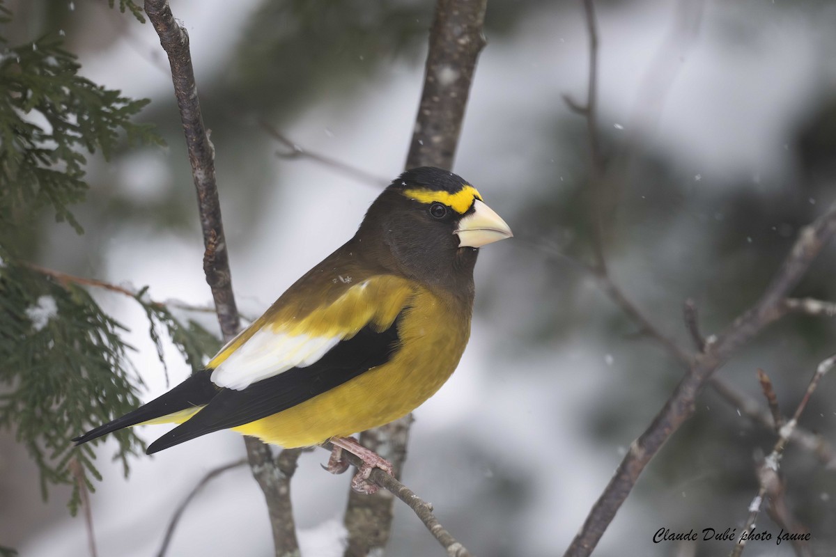 Picogordo Vespertino - ML646977409