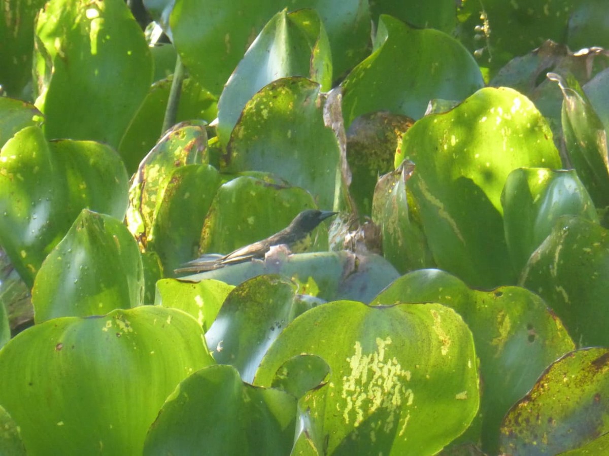 Unicolored Blackbird - ML646977410