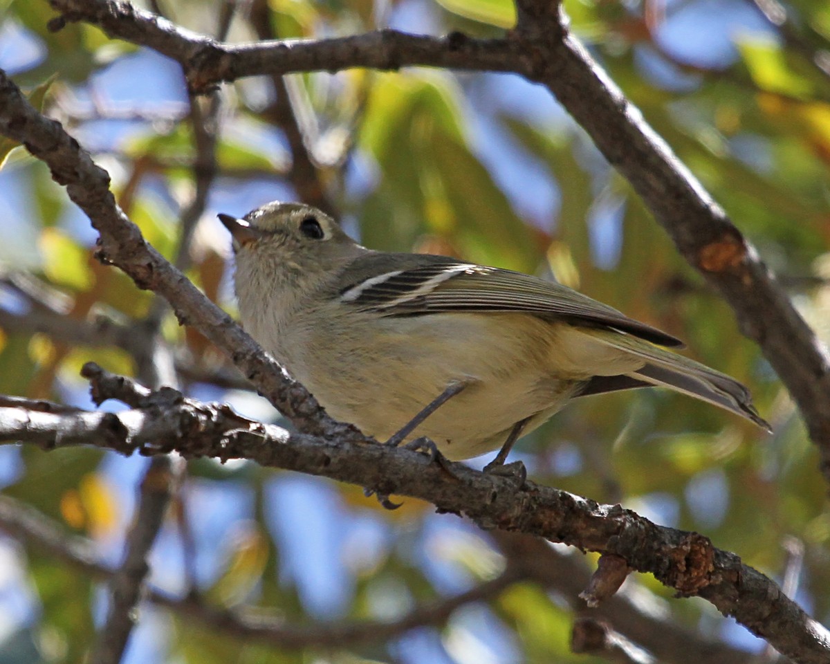 Короткоклювый виреон - ML646977411