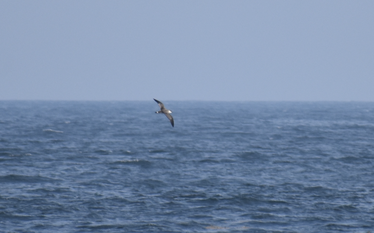 Gabai handia - ML646977414