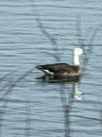 Гуска Роса х казарка мала - ML646977416