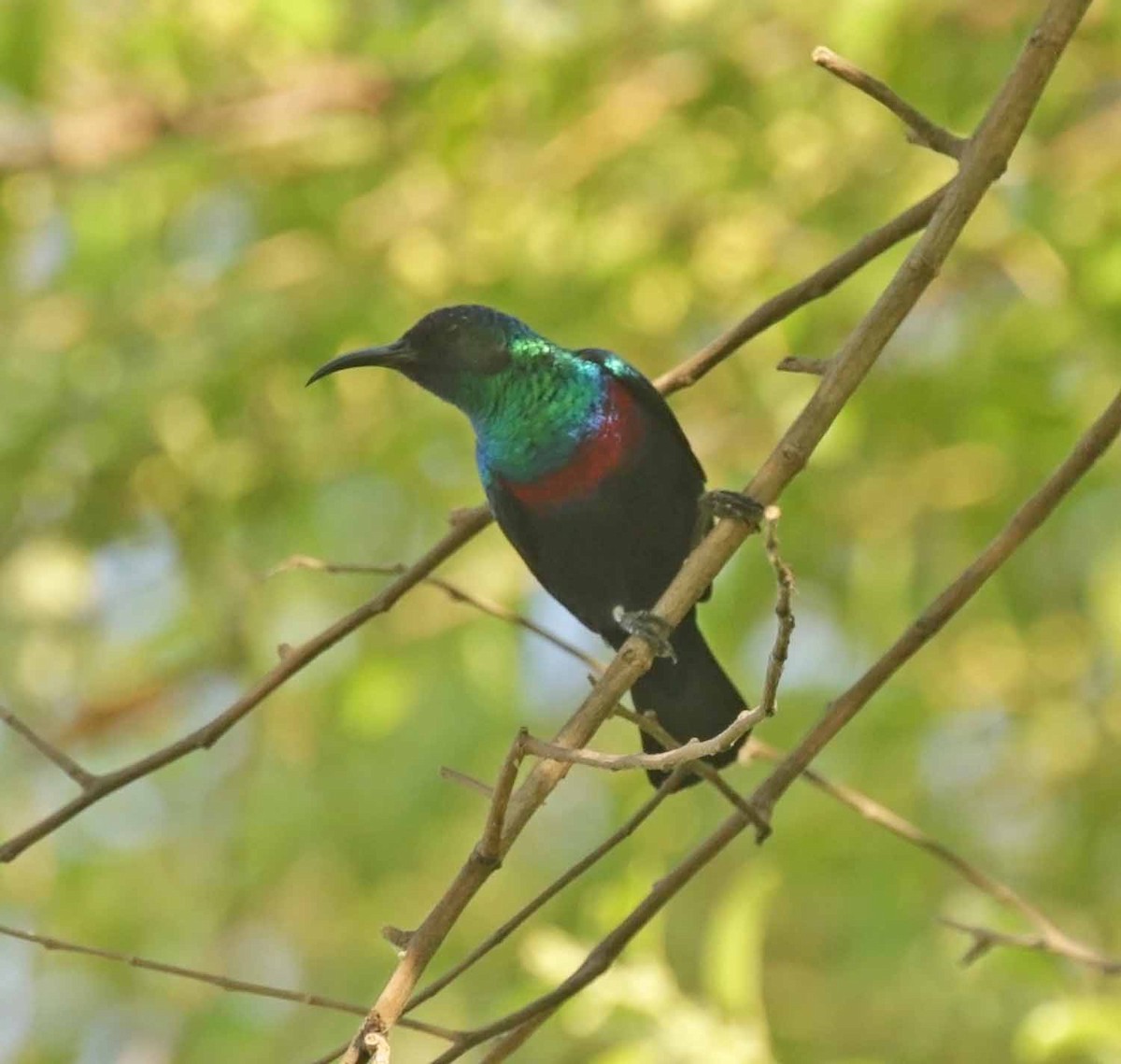 Arabian Sunbird - ML646977417