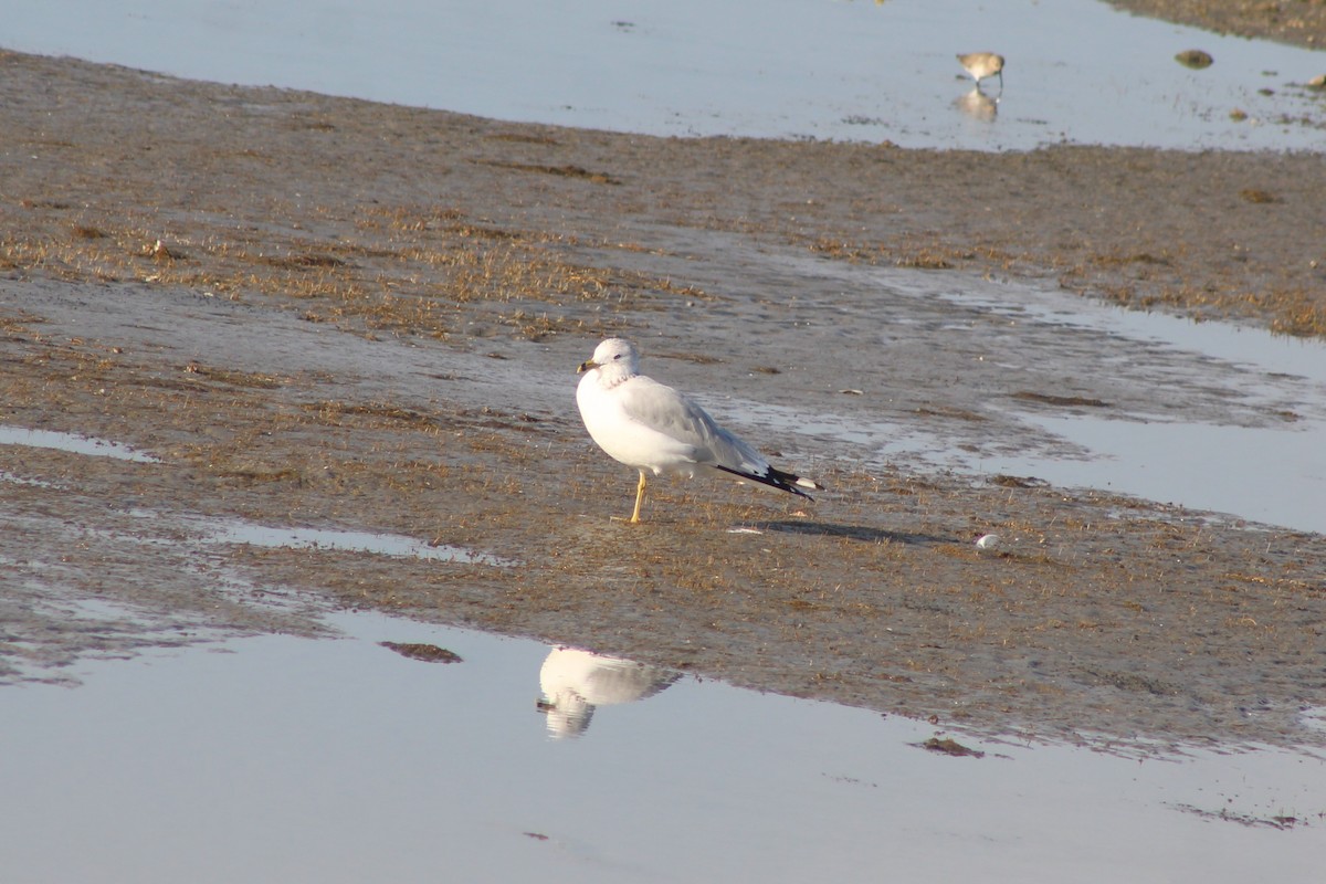 Ringschnabelmöwe - ML646977419