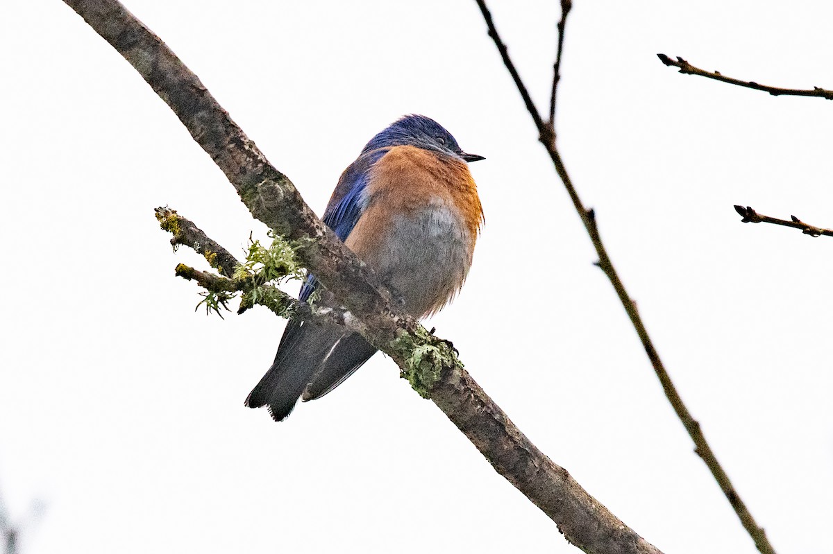 salašník západní - ML646977420