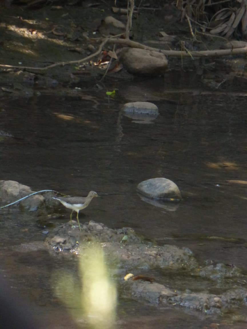 Solitary Sandpiper - ML646977421