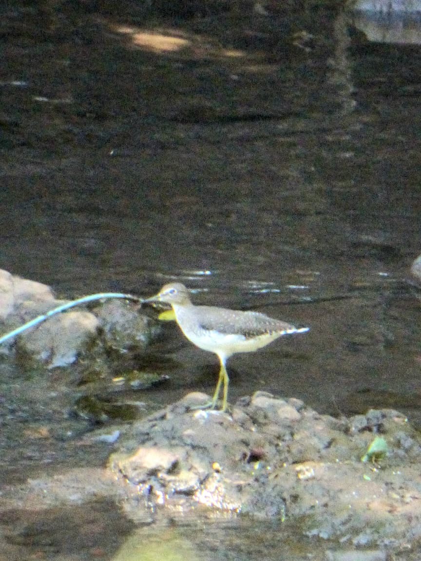 Solitary Sandpiper - ML646977422