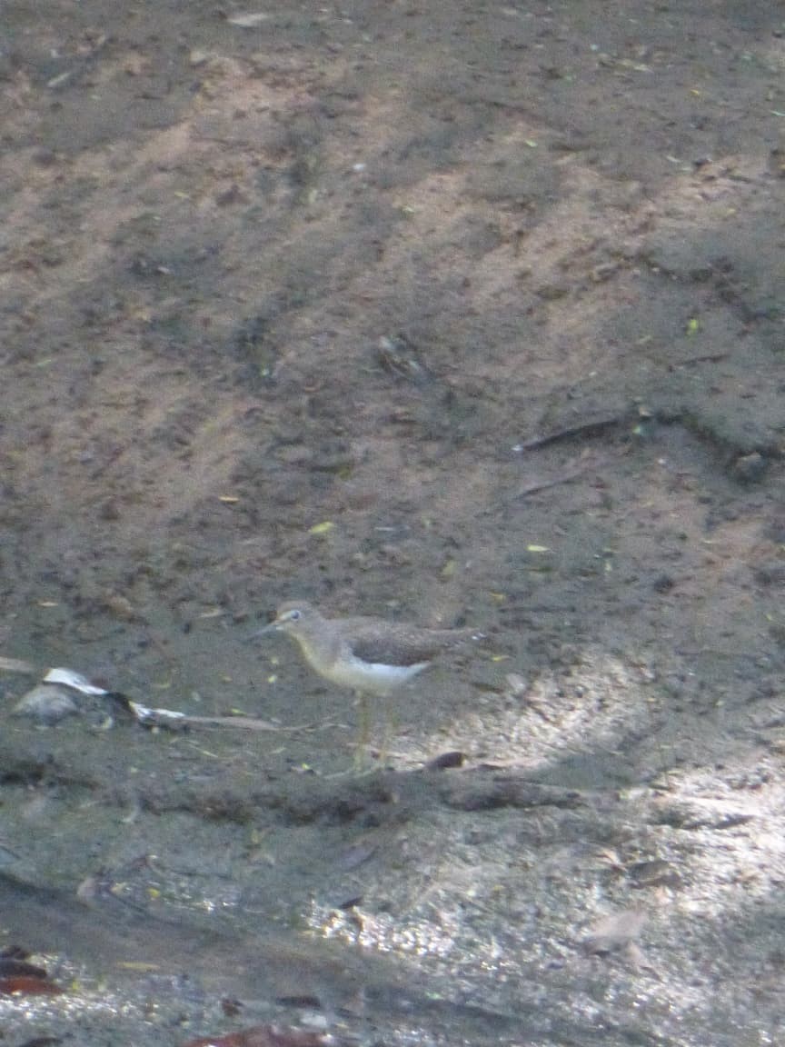 Solitary Sandpiper - ML646977423
